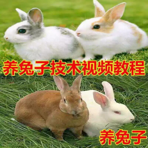 养兔子技术自学全套视频教程大全兔子养殖教程学畜牧养殖视频教程-淘淘虚拟仓