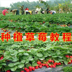 草莓种植技术全套视频教程大全科学培训方法经验大棚栽培教程资料-淘淘虚拟仓
