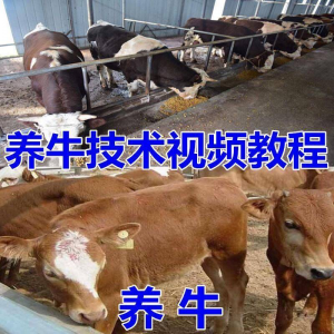 养牛养羊视频教程疾病防治挤奶牛场建设放牧饲养猪技术全套发育-淘淘虚拟仓