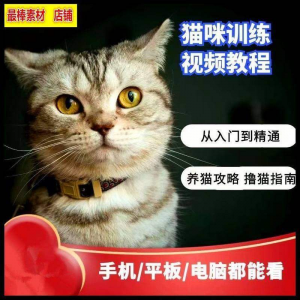 猫咪训练+养猫攻略大全技巧秘诀自学教程课程视频-淘淘虚拟仓