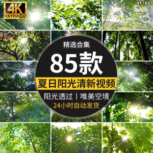 4K夏日阳光透过树叶森林空境升格大自然唯美清新绿叶实拍视频素材-淘淘虚拟仓